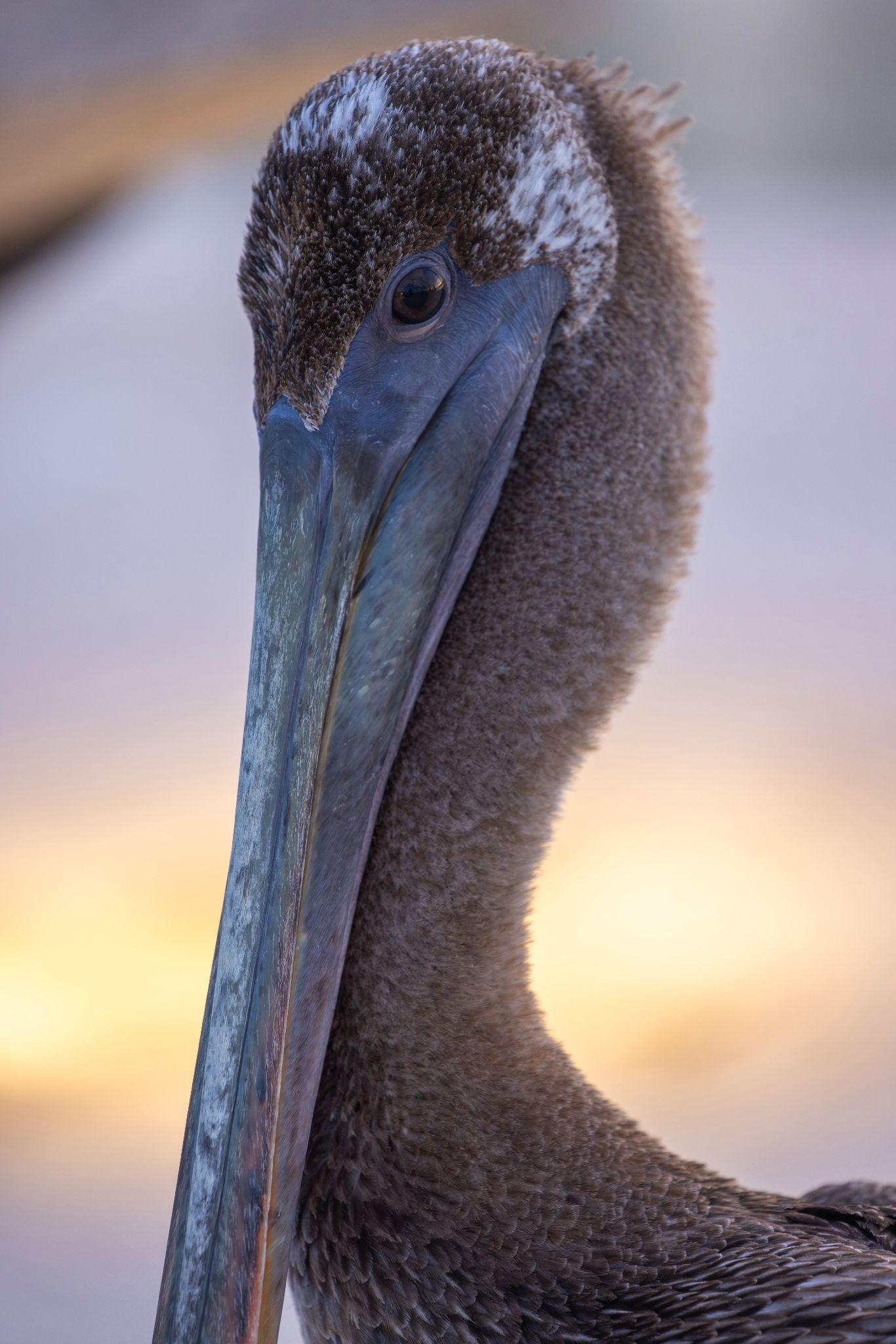 Pelican 384A3285 Enhanced NR copy